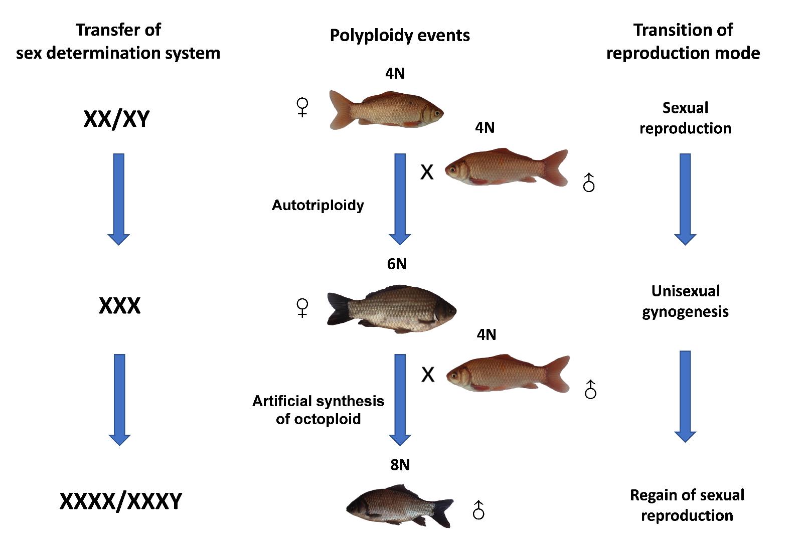 Researchers Discover Regain Of Sex Determination System And Sexual 3278